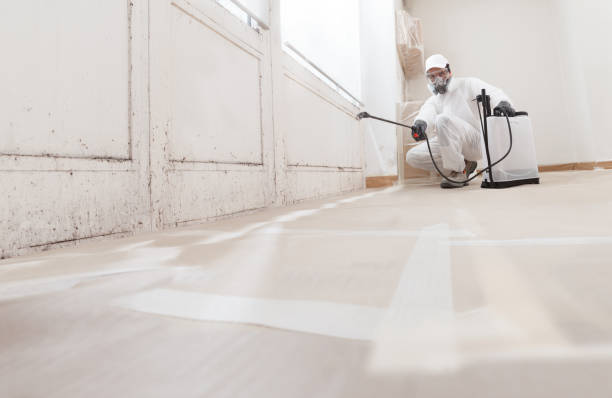 24/7 Emergency Basement Mold Remediation experts in Cherry Hill, VA