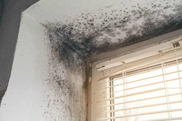 Affordable Basement Mold Remediation solutions in Cherry Hill, VA