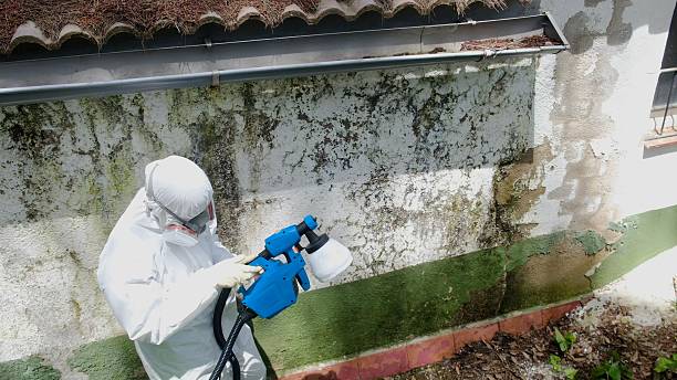 Top rated local Basement Mold Remediation specialists in Cherry Hill, VA